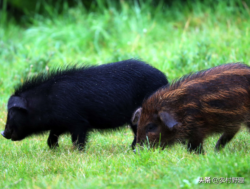 富硒猪肉多少钱一斤(富硒猪肉硒含量)-硒宝网