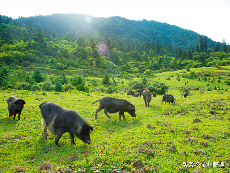 富硒猪肉多少钱一斤(富硒猪肉硒含量)-硒宝网