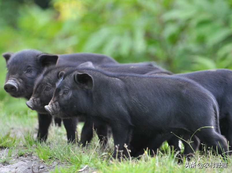 富硒猪肉多少钱一斤(富硒猪肉硒含量)-硒宝网