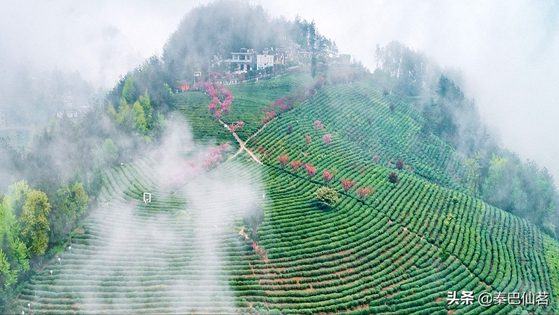 紫阳富硒茶属于什么茶类(品种是绿茶还是红茶)-硒宝网
