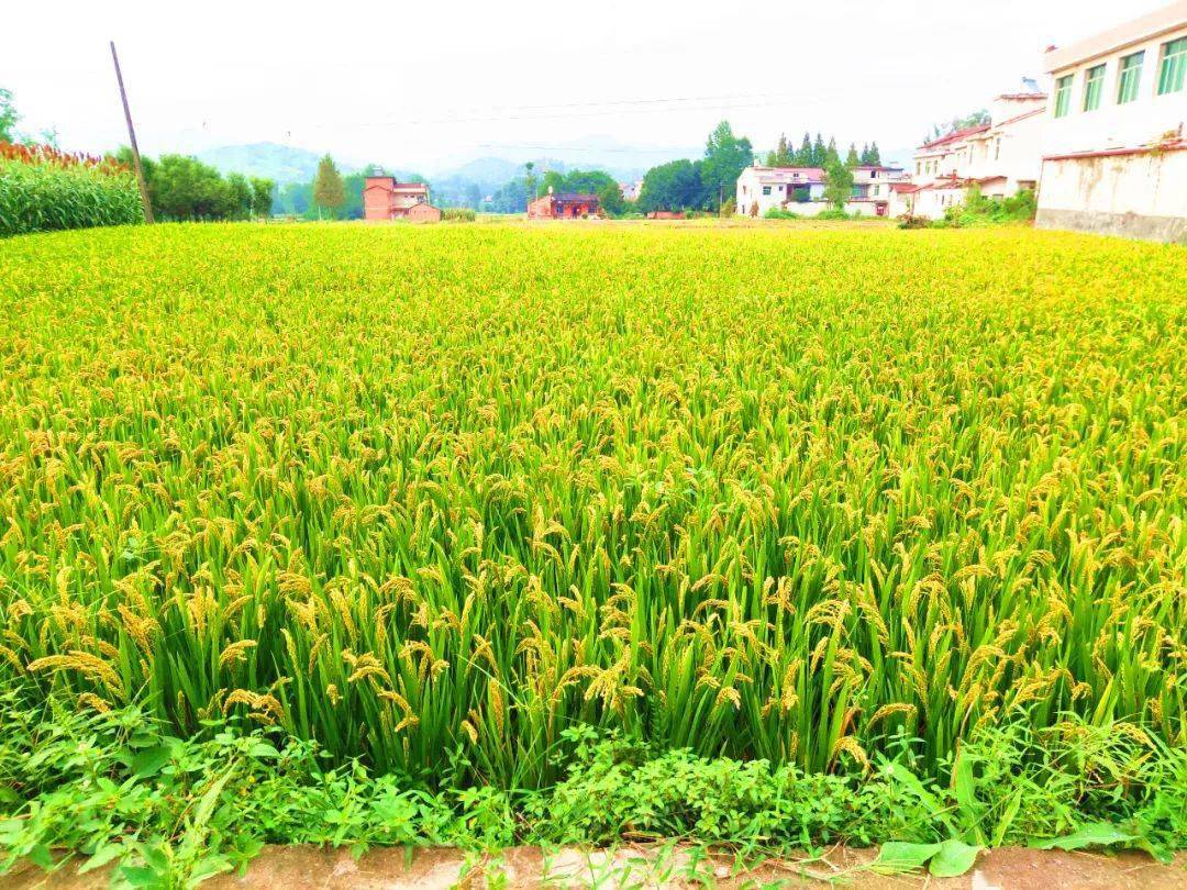 中国富硒肥料排名(富硒肥厂家)-硒宝网