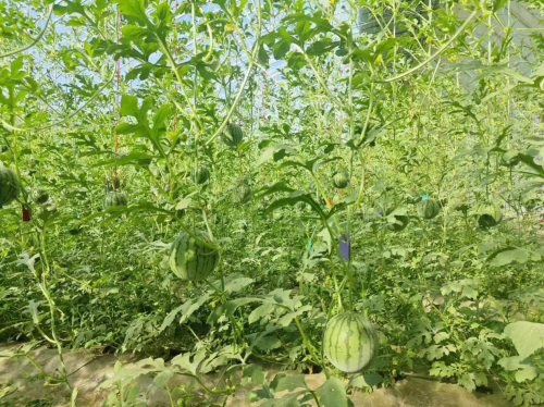 富硒西瓜产地（富硒西瓜产地在哪里）-硒宝网