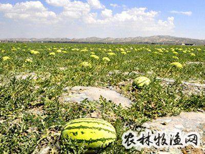 中卫富硒硒砂瓜（中卫硒砂瓜的特点百度知道）-硒宝网