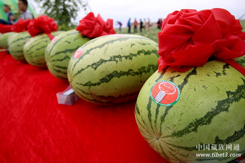 中卫富硒硒砂瓜（中卫硒砂瓜的血和泪）-硒宝网