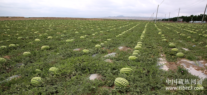 中卫富硒硒砂瓜（中卫硒砂瓜的血和泪）-硒宝网