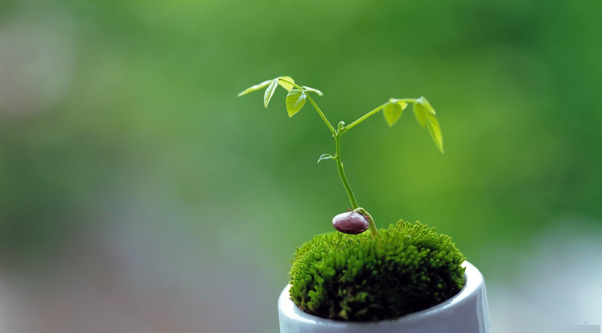 富硒食品有哪些种类(富硒食品的作用)-硒宝网