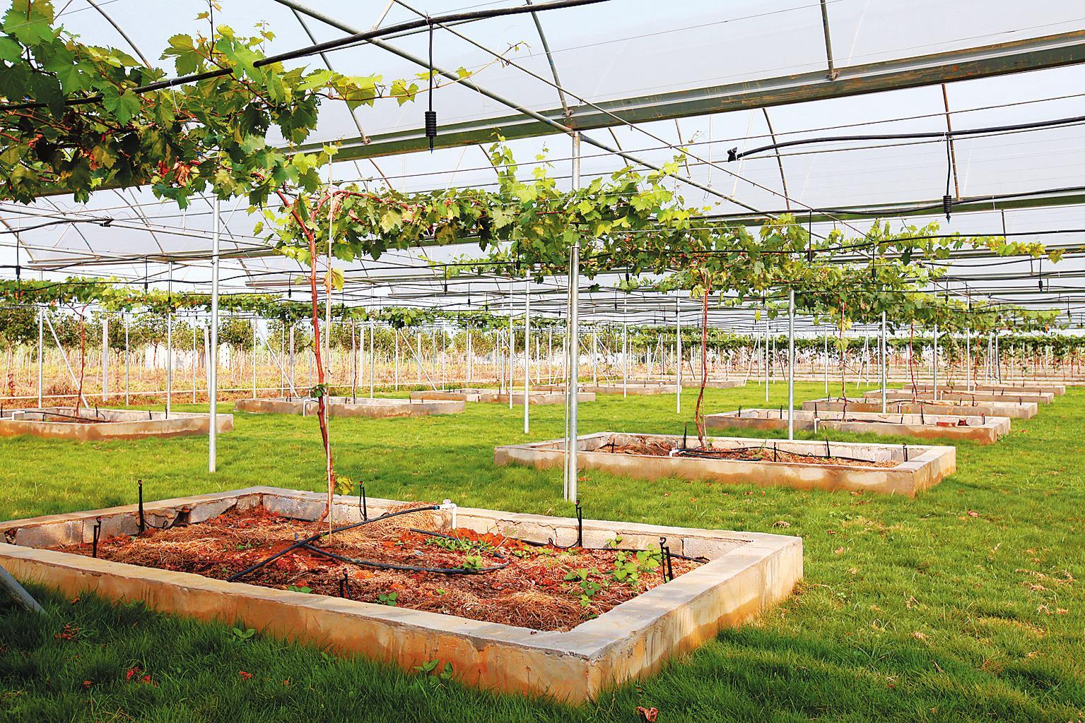 富硒食品有哪些种类(富硒食品的作用)-硒宝网