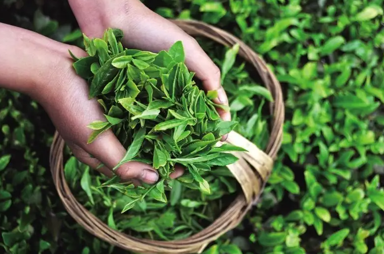 恩施硒茶的功效和作用(恩施硒茶是什么意思)-硒宝网