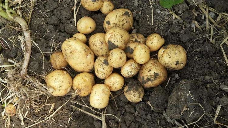 恩施富硒土豆(恩施哪里的土豆最出名)-硒宝网