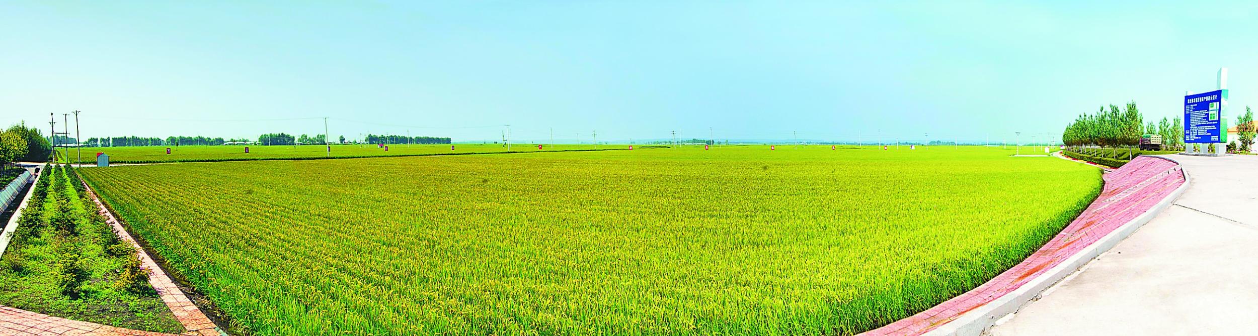 富硒大米哪个牌子好（哪个品牌的好吃）-硒宝网
