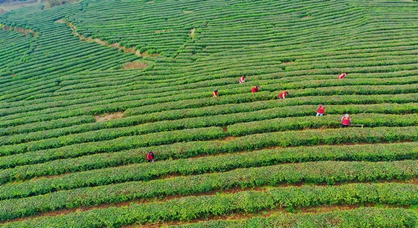 开阳富硒茶多少钱一斤(开阳富硒茶t6体验店)-硒宝网