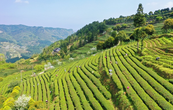 开阳富硒茶多少钱一斤(开阳富硒茶t6体验店)-硒宝网