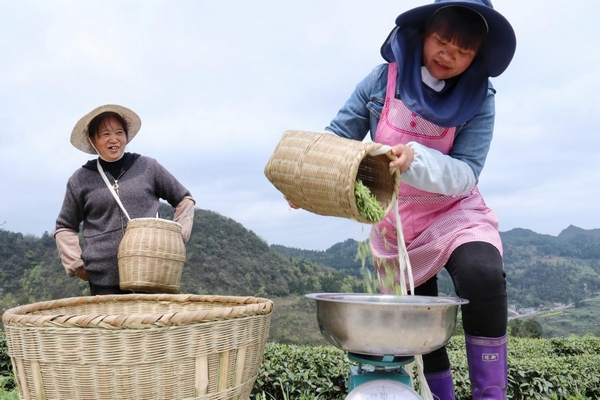 开阳富硒茶多少钱一斤(开阳富硒茶t6体验店)-硒宝网