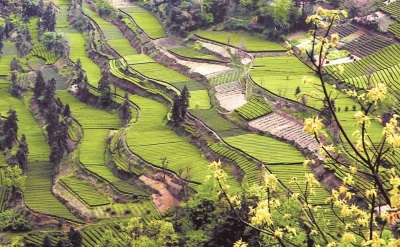 恩施硒茶是绿茶吗（恩施硒绿茶多少钱一斤）-硒宝网