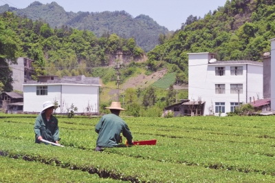 恩施硒茶是绿茶吗（恩施硒绿茶多少钱一斤）-硒宝网