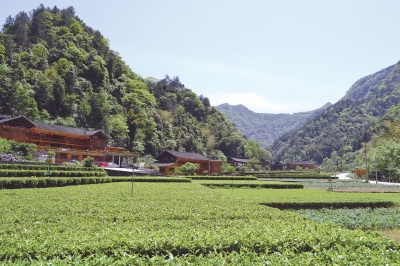 恩施硒茶是绿茶吗（恩施硒绿茶多少钱一斤）-硒宝网