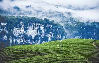 恩施硒茶是绿茶吗（恩施硒绿茶多少钱一斤）-硒宝网