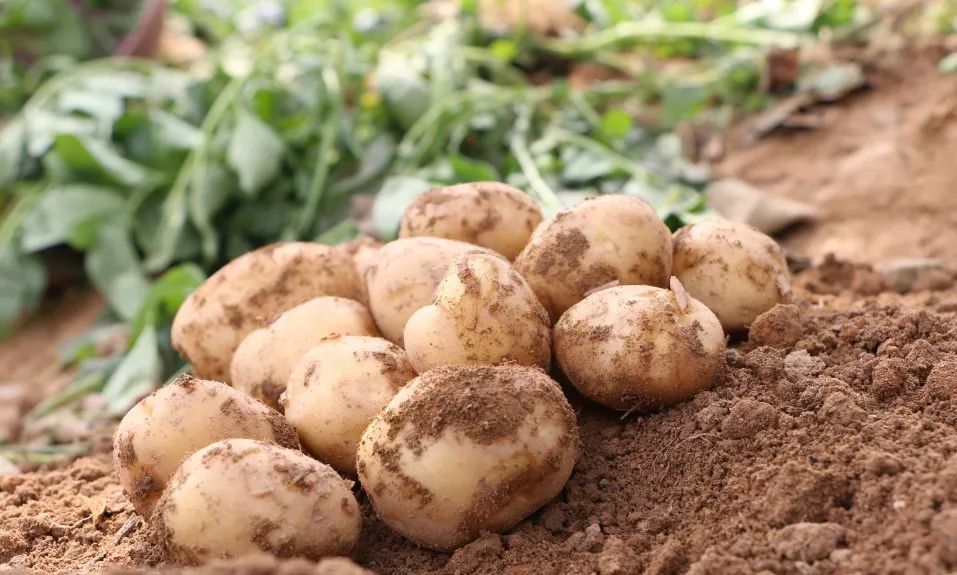恩施富硒土豆特点(恩施富硒土豆多少钱一斤)-硒宝网