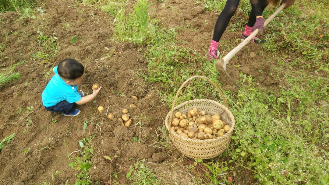 恩施富硒土豆特点(恩施富硒土豆多少钱一斤)-硒宝网