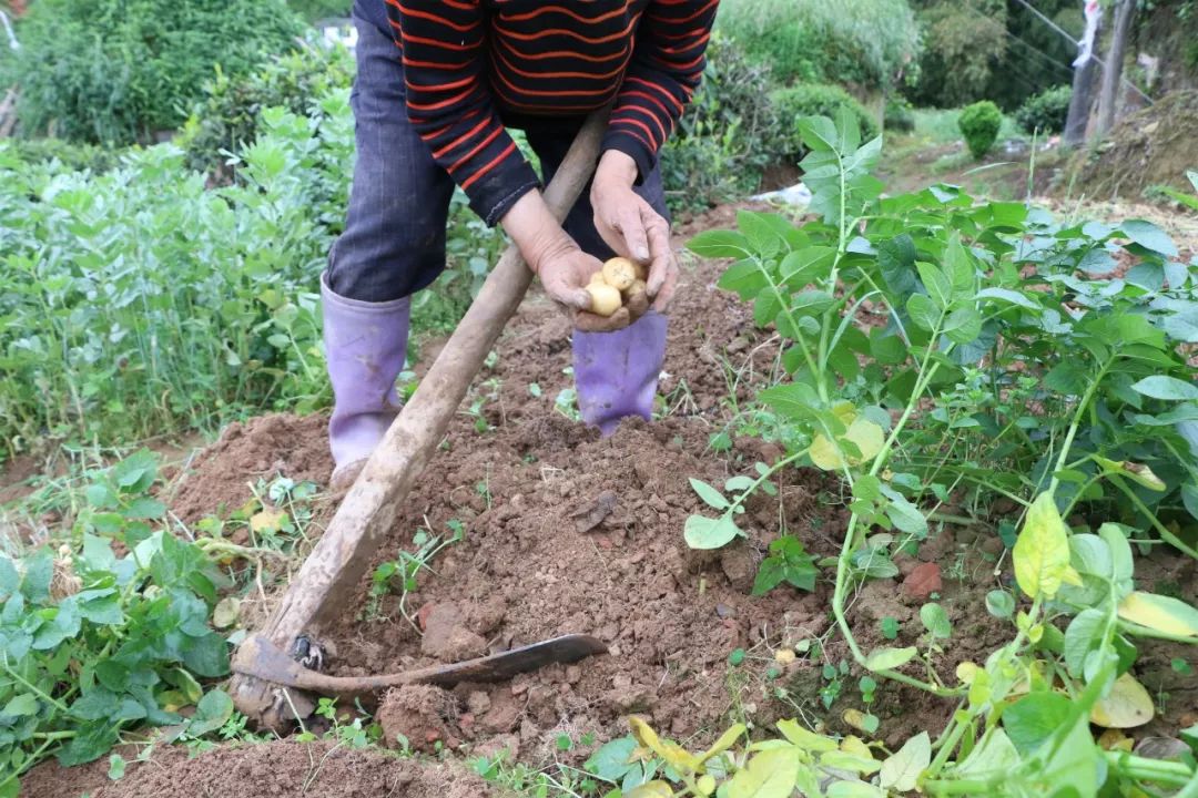 恩施富硒土豆特点(恩施富硒土豆多少钱一斤)-硒宝网