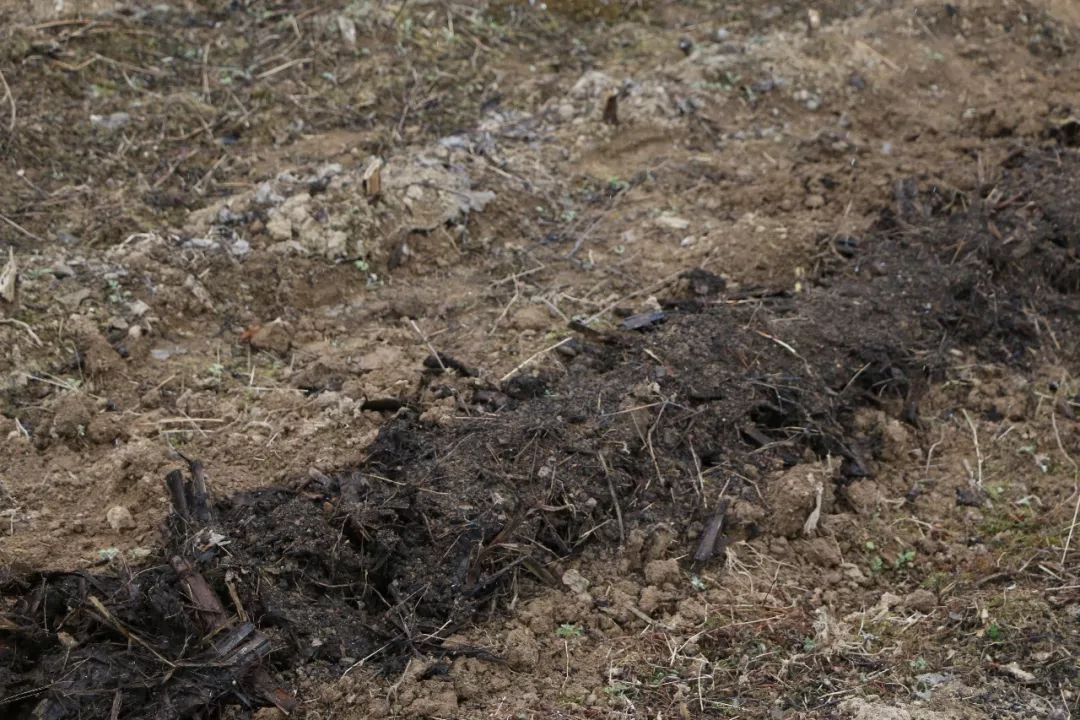 恩施富硒土豆特点(恩施富硒土豆多少钱一斤)-硒宝网