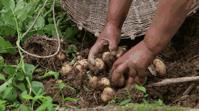 恩施富硒土豆特点(恩施富硒土豆多少钱一斤)-硒宝网