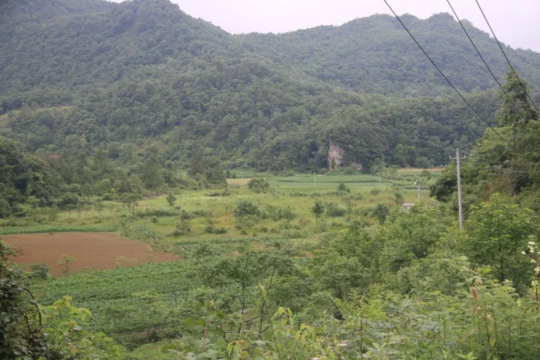 恩施富硒土豆特点(恩施富硒土豆多少钱一斤)-硒宝网