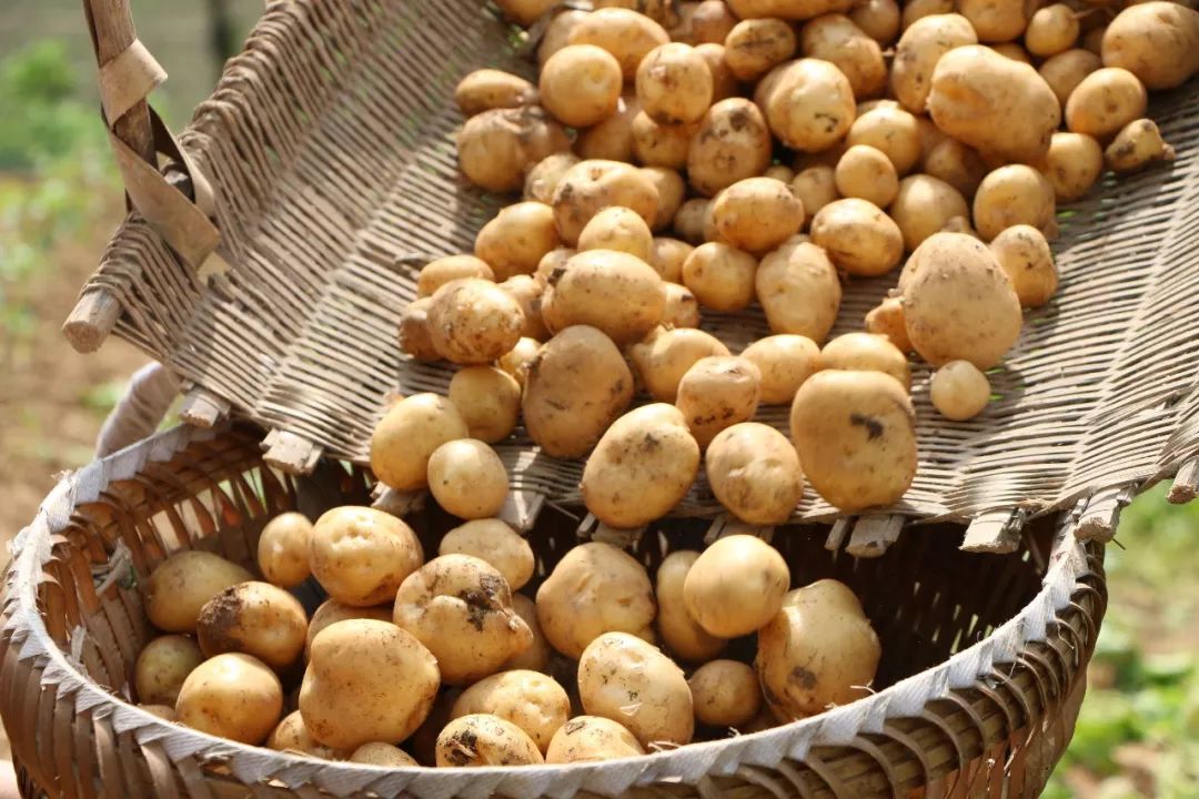 恩施富硒土豆特点(恩施富硒土豆多少钱一斤)-硒宝网
