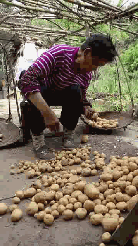 恩施富硒土豆特点(恩施富硒土豆多少钱一斤)-硒宝网