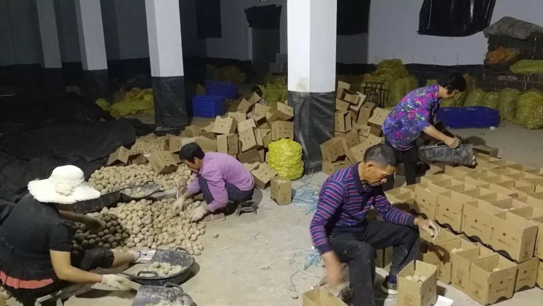 恩施富硒土豆特点(恩施富硒土豆多少钱一斤)-硒宝网