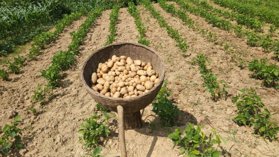 恩施富硒土豆特点(恩施富硒土豆多少钱一斤)-硒宝网