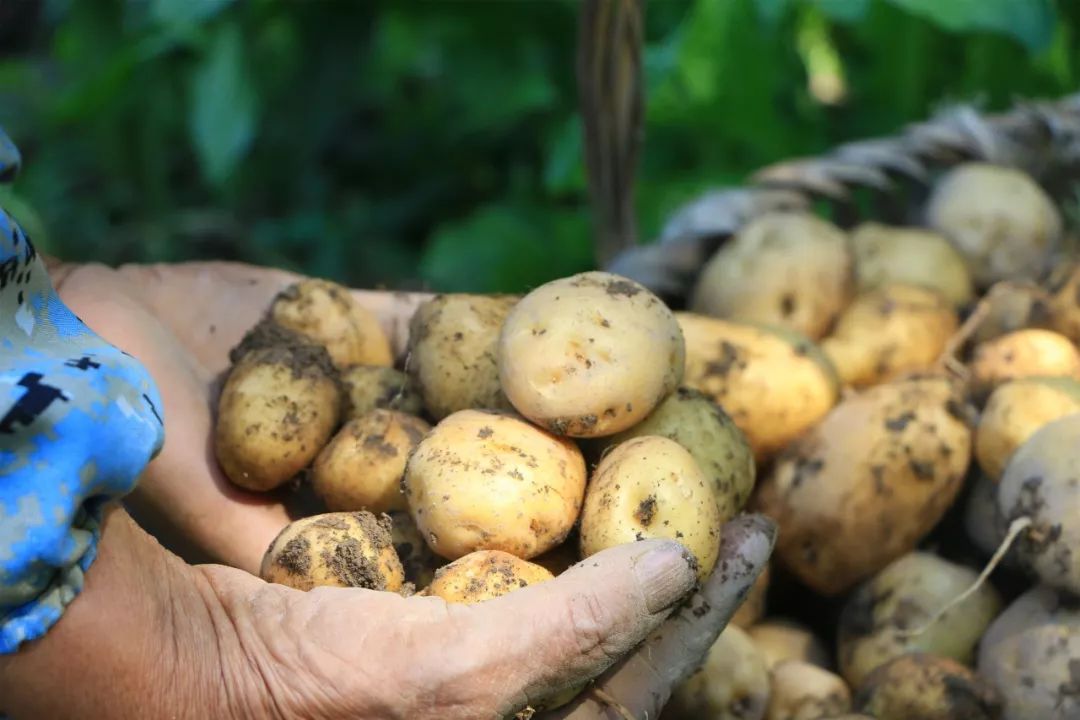 恩施富硒土豆特点(恩施富硒土豆多少钱一斤)-硒宝网