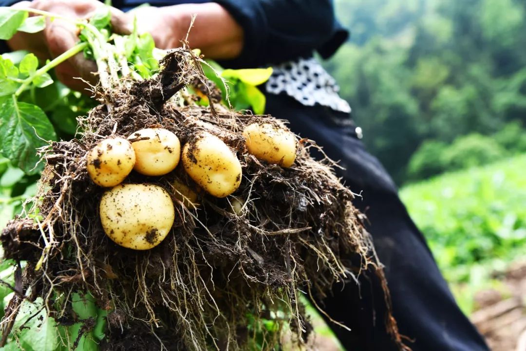 恩施富硒土豆特点(恩施土豆的营养)-硒宝网
