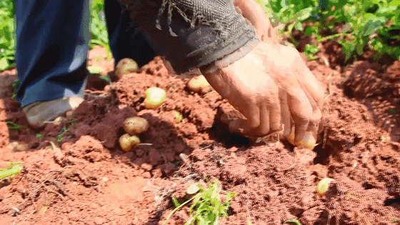 恩施富硒土豆特点(恩施土豆的营养)-硒宝网