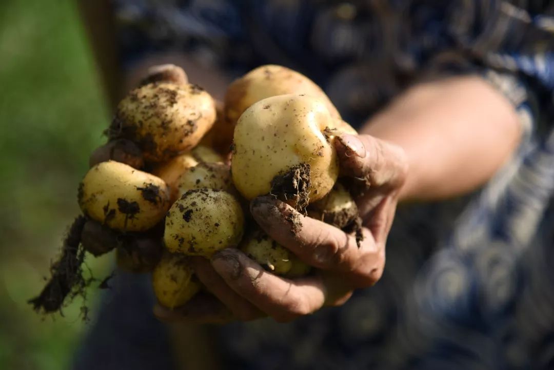 恩施富硒土豆特点(恩施土豆的营养)-硒宝网