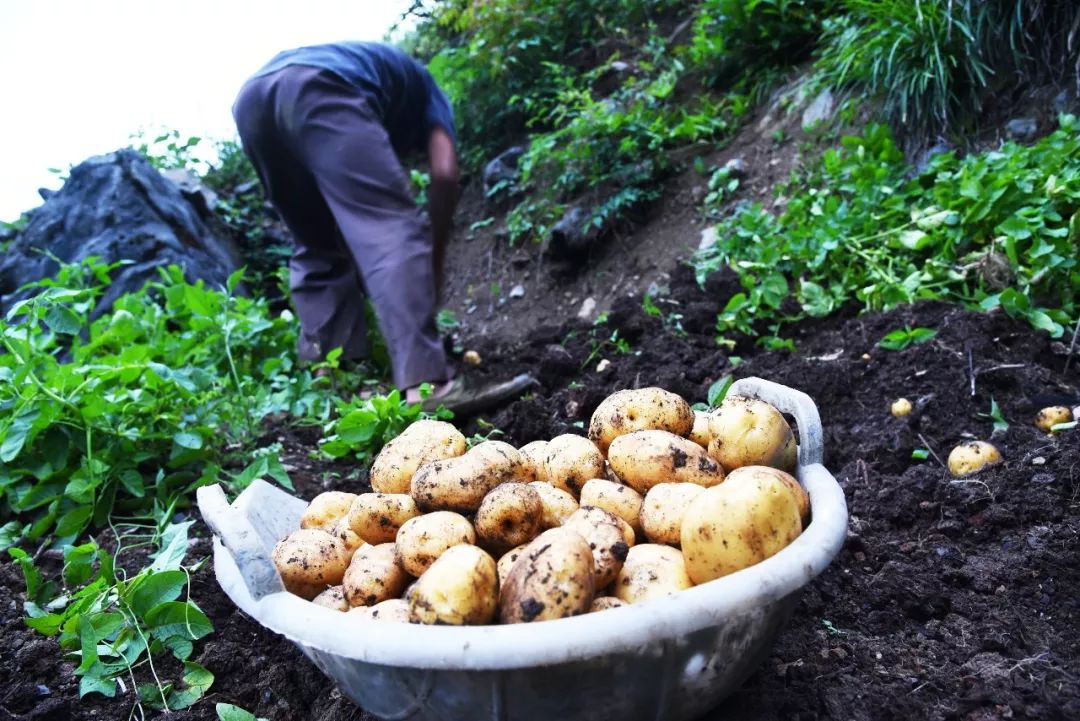 恩施富硒土豆特点(恩施土豆的营养)-硒宝网