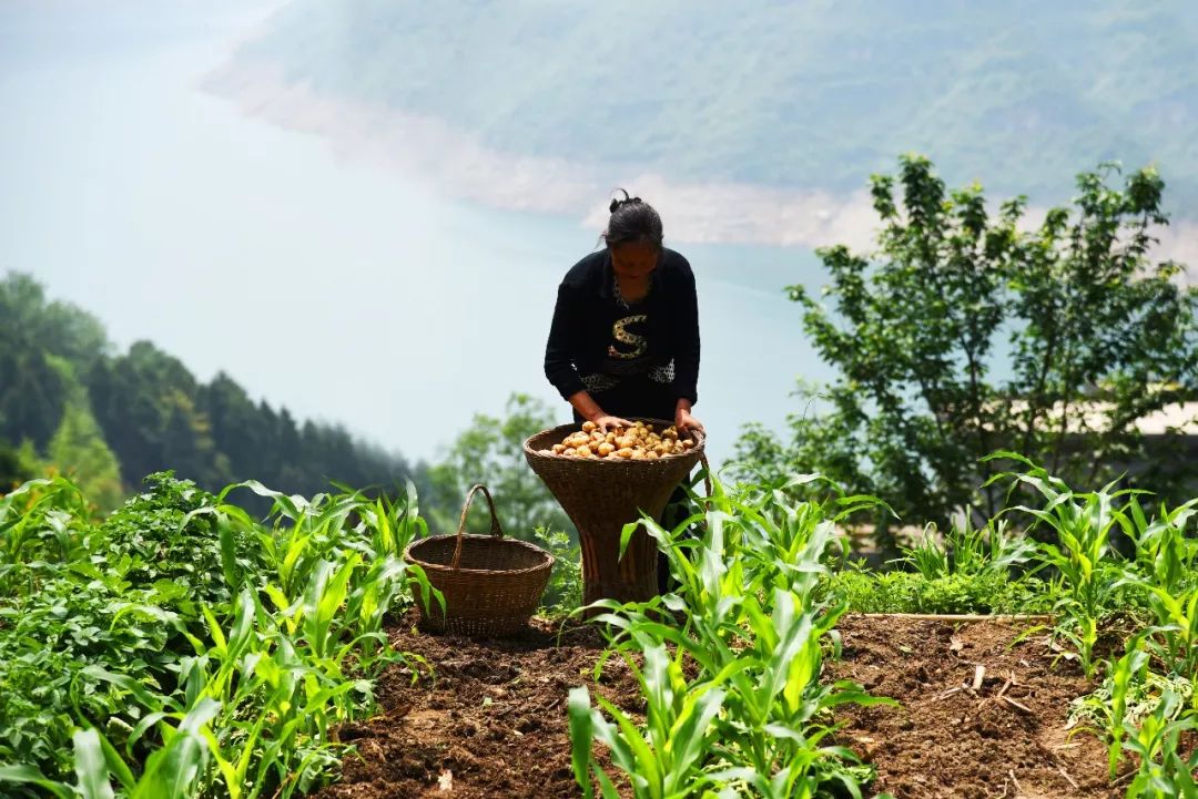 恩施富硒土豆特点(恩施土豆的营养)-硒宝网