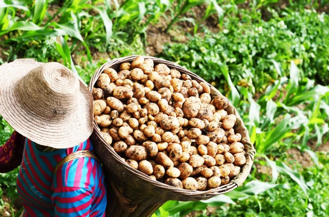 恩施富硒土豆特点(恩施土豆的营养)-硒宝网