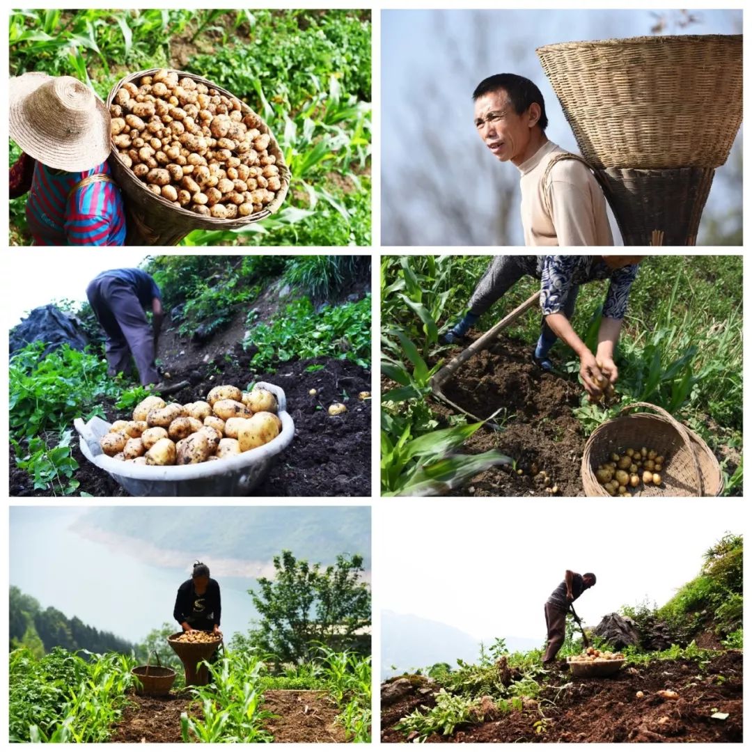 恩施富硒土豆特点(恩施土豆的营养)-硒宝网