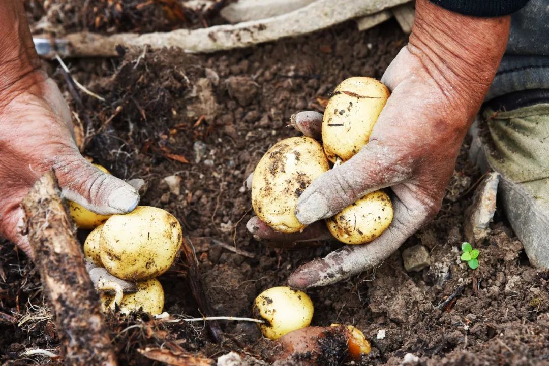 恩施富硒土豆特点(恩施土豆的营养)-硒宝网