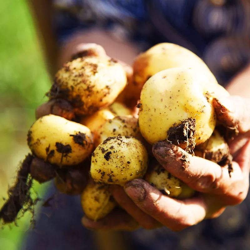 恩施富硒土豆特点(恩施土豆的营养)-硒宝网