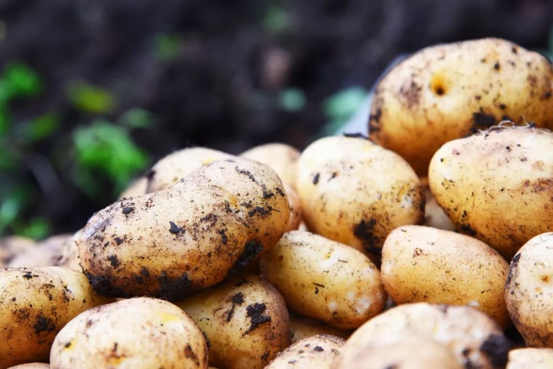 恩施富硒土豆特点(恩施土豆的营养)-硒宝网