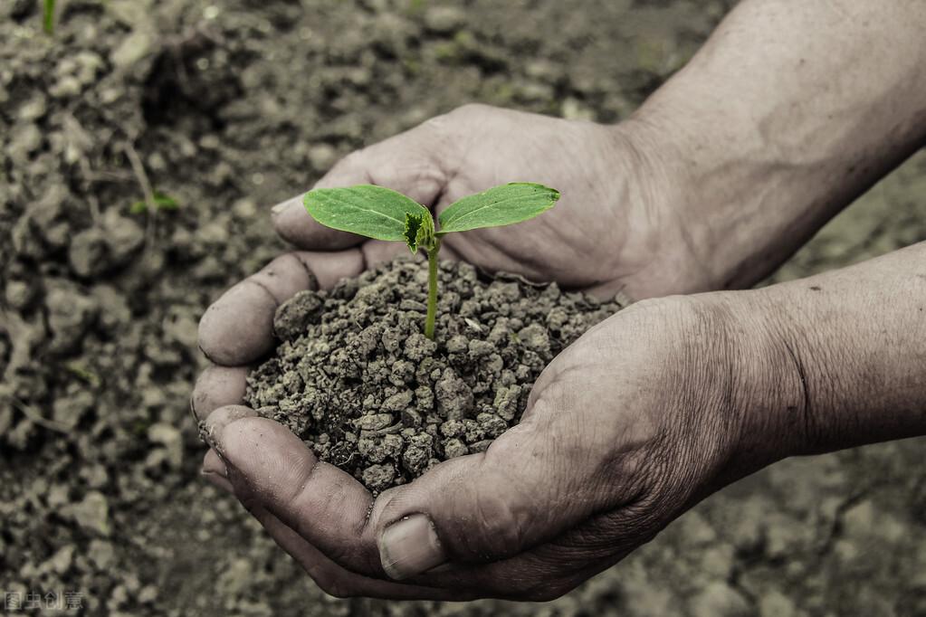 富硒米是什么米(富硒米的价值)-硒宝网