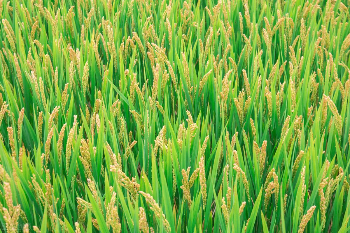 富硒米是什么米(富硒米的价值)-硒宝网