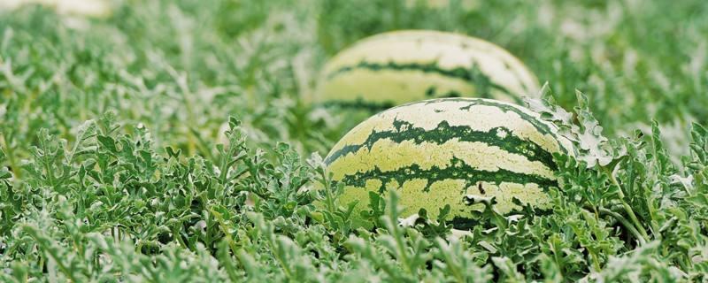 宁夏硒砂瓜拼音（宁夏瓜是什么品种）-硒宝网