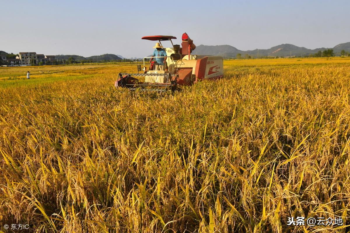 富硒米是什么米(富硒米硒含量)-硒宝网