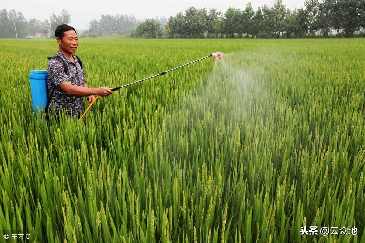 富硒米是什么米(富硒米硒含量)-硒宝网