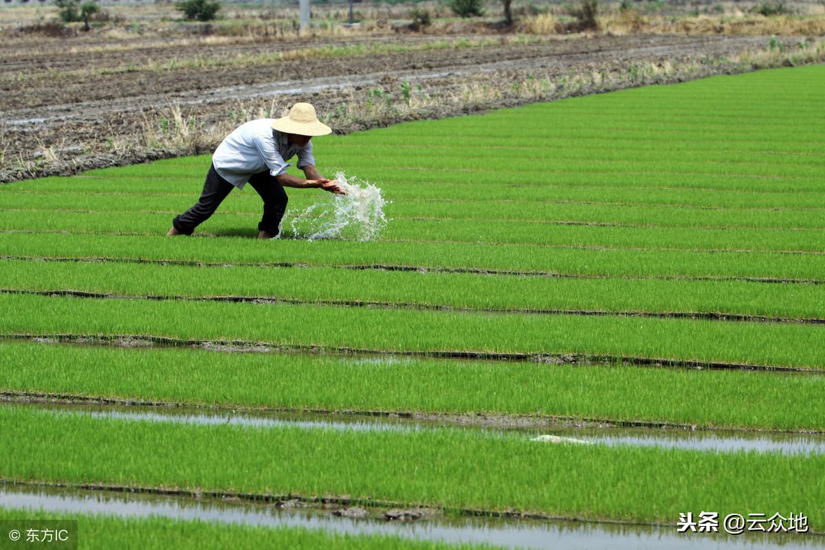 富硒米是什么米(富硒米硒含量)-硒宝网