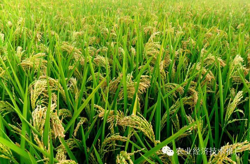 富硒产品有哪些种类(富硒农产品都有什么)-硒宝网