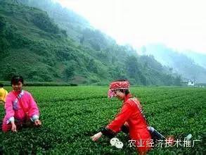 富硒产品有哪些种类(富硒农产品都有什么)-硒宝网